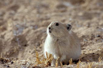 The plateau pika is a key species in maintaining biological diversity in the Chang Tang yet is considered: a pest and poisoned. Photograph from Tibet Wild by George B. Schaller. Reproduced by permission of Island Press.
